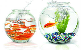 Praneetha Fish Aquariums-2