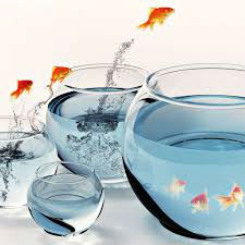 Praneetha Fish Aquariums-1