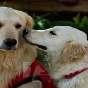 Yes 24hrs Pet Sales & Services-1