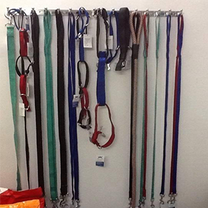 Siripuri Kennel Pet Mart-1